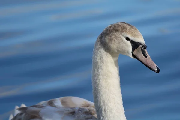 Cigno muto (Cygnus olor) — Foto Stock