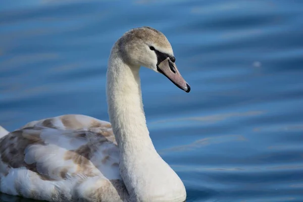 Cigno muto (Cygnus olor) — Foto Stock