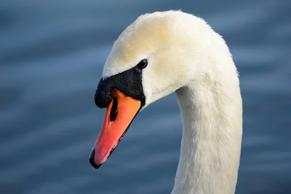 Cisne mudo (Cygnus olor) — Fotografia de Stock