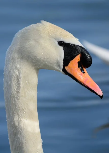 Cisne mudo (Cygnus olor) — Fotografia de Stock