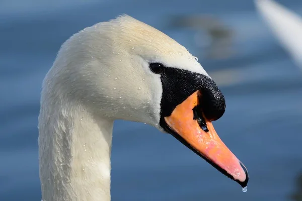 Mute swan (Cygnus olor) — Stock Photo, Image