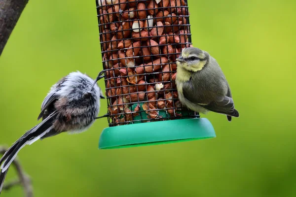 Vögel auf einem Vogelfutterhäuschen — Stockfoto