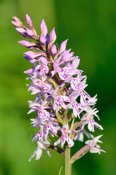 Common spotted orchid (Dactylorhiza) — Stock Photo, Image