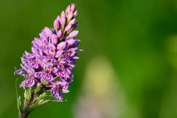 Common spotted orchid (Dactylorhiza)