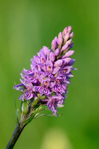 Common spotted orchid (Dactylorhiza)