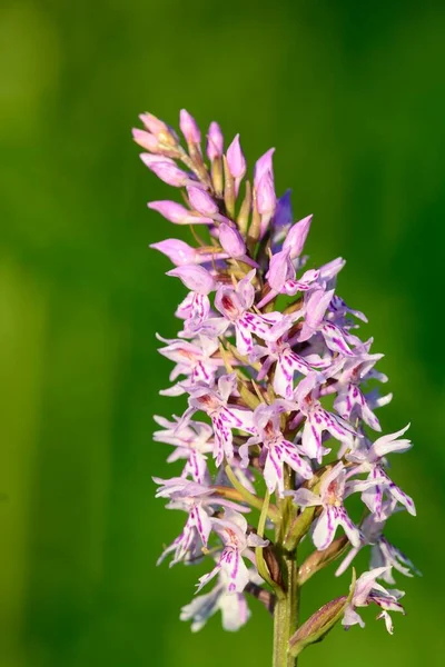 Common spotted orchid (Dactylorhiza) — Stock Photo, Image