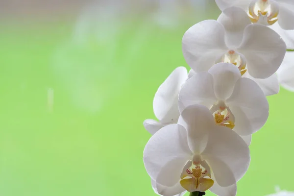 Orchidee bianche — Foto Stock