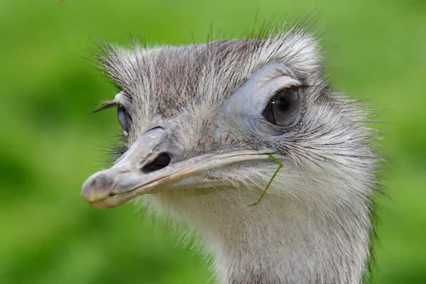 Strauß — Stockfoto