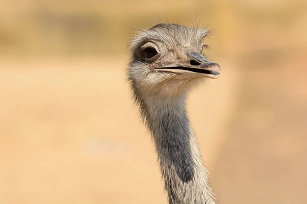 Ostrich (struthio camelus) — Stock Photo, Image