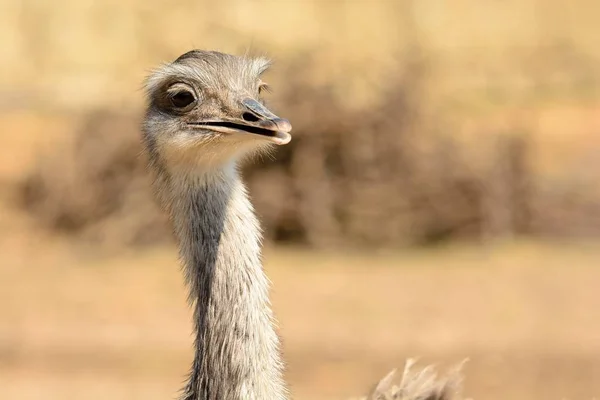 Ostrich (struthio camelus) — Stock Photo, Image
