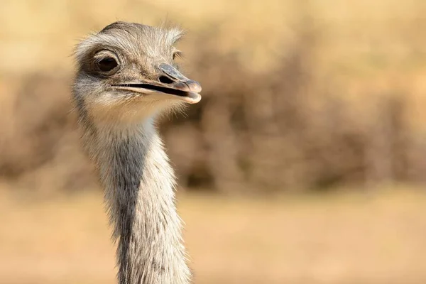 Ostrich (struthio camelus) — Stock Photo, Image