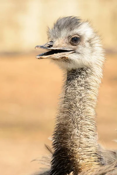 Ostrich (struthio camelus) — Stock Photo, Image