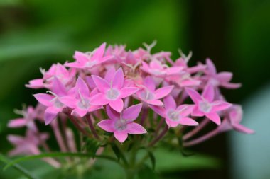 Mısır yıldız kümesi (Pentas lanceolata)