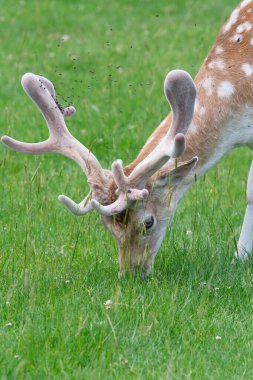 Fallow geyiği (Dama dama)