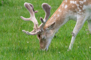 Fallow deeer (dama dama dama)