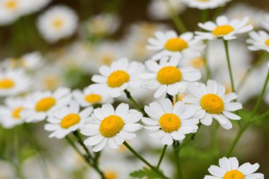 Feverfew (Tanacetum parthenium)