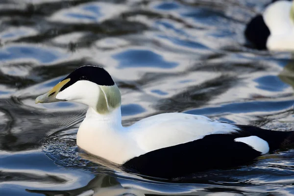 Eider à duvet (Somateria mollissima) ) — Photo