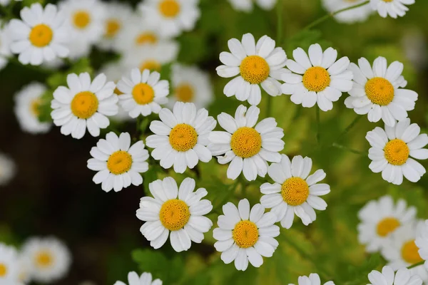 Феверфей (Tanacetum parthenium) ) — стоковое фото