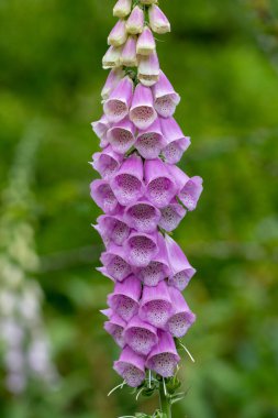 Ortak yüksükotu (Digitalis purpurea)