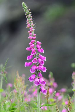 Ortak yüksükotu (Digitalis purpurea)