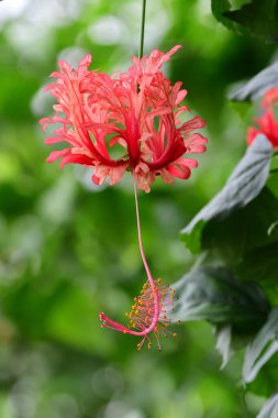 Fringed Rosemallow (hibiscus schizopetalus))