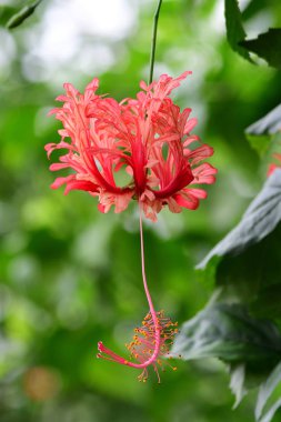 Fringed Rosemallow (hibiscua schizopetalus)