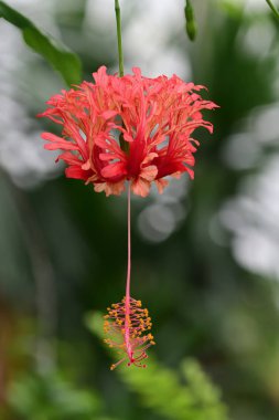 Fringed roswmallow (hibiscus schizopetalus)