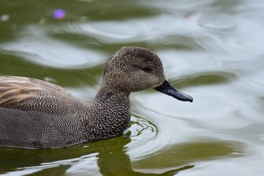 Gadwall (mareca strepera)