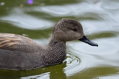 Gadwall (mareca strepera)