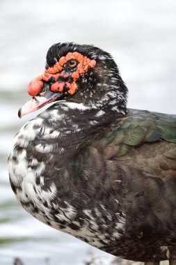 Moscovy ördeği (Cairina moschata)