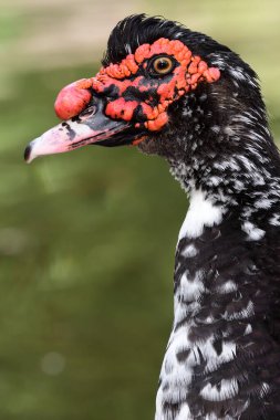 Moscovy ördeği (Cairina moschata)
