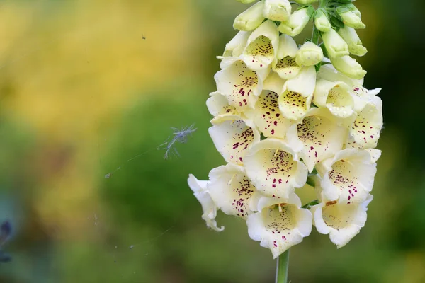 Yüksükotu (digitalis)