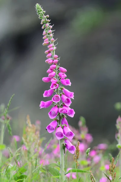 Luva de raposa comum (Digitalis purpurea ) — Fotografia de Stock