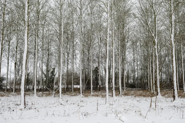 Neve coberto álamo árvores — Fotografia de Stock