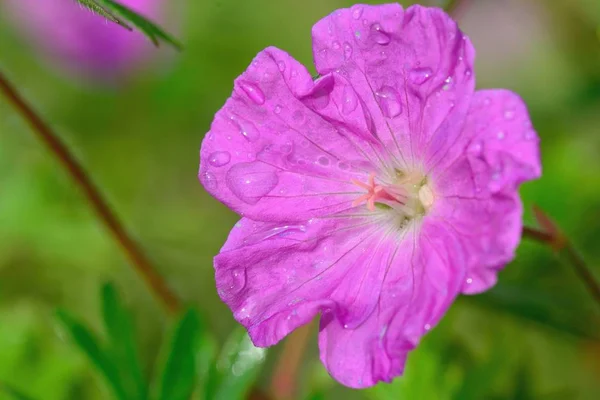 Różowy geranium — Zdjęcie stockowe