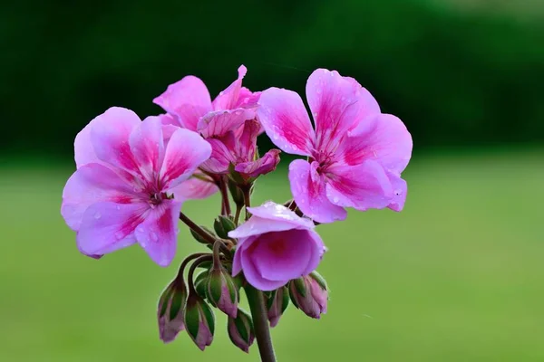 Розовые герани — стоковое фото