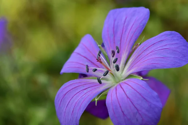 Łąka geranium — Zdjęcie stockowe