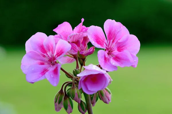 Gerânios rosa — Fotografia de Stock