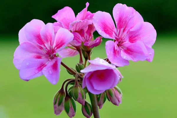Розовые герани — стоковое фото
