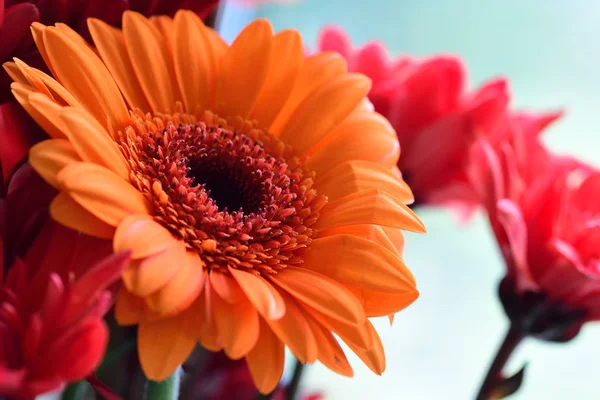 Gerberas — Foto de Stock