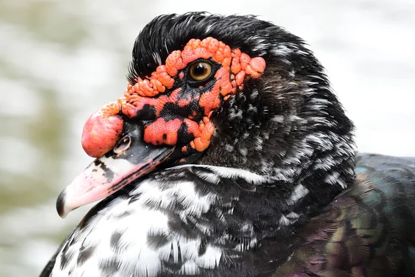 Moscovy ördeği (Cairina moschata) — Stok fotoğraf