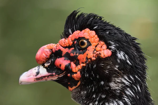 Canard musqué (Cairina moschata)) — Photo