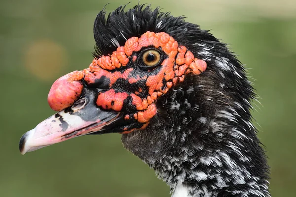 Bebek Muskovia (Cairina moschata) — Stok Foto