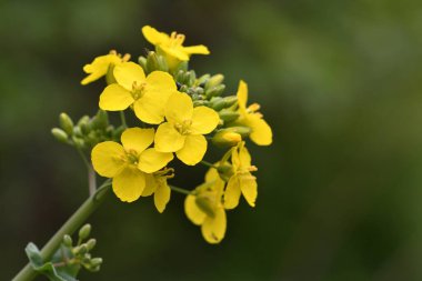 Yağlı tohum tecavüzü (brassica napus)