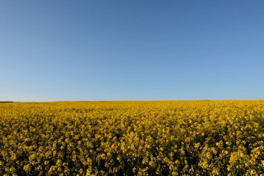 Kolza (Brassica napus)