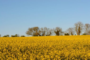 Kolza (Brassica napus)
