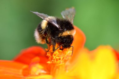 Bee on an orange coreopsis clipart