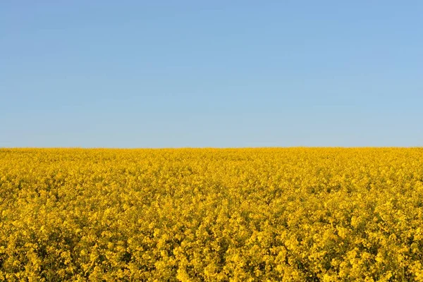 Colza (Brassica napus ) — Fotografia de Stock