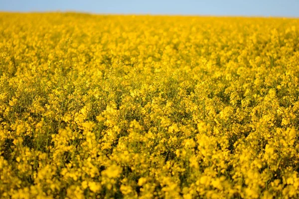 Rapeseed (Brassica napus) — Stock Photo, Image