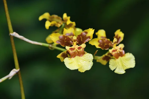 Aranyeső orchidea (oncidium) — Stock Fotó
